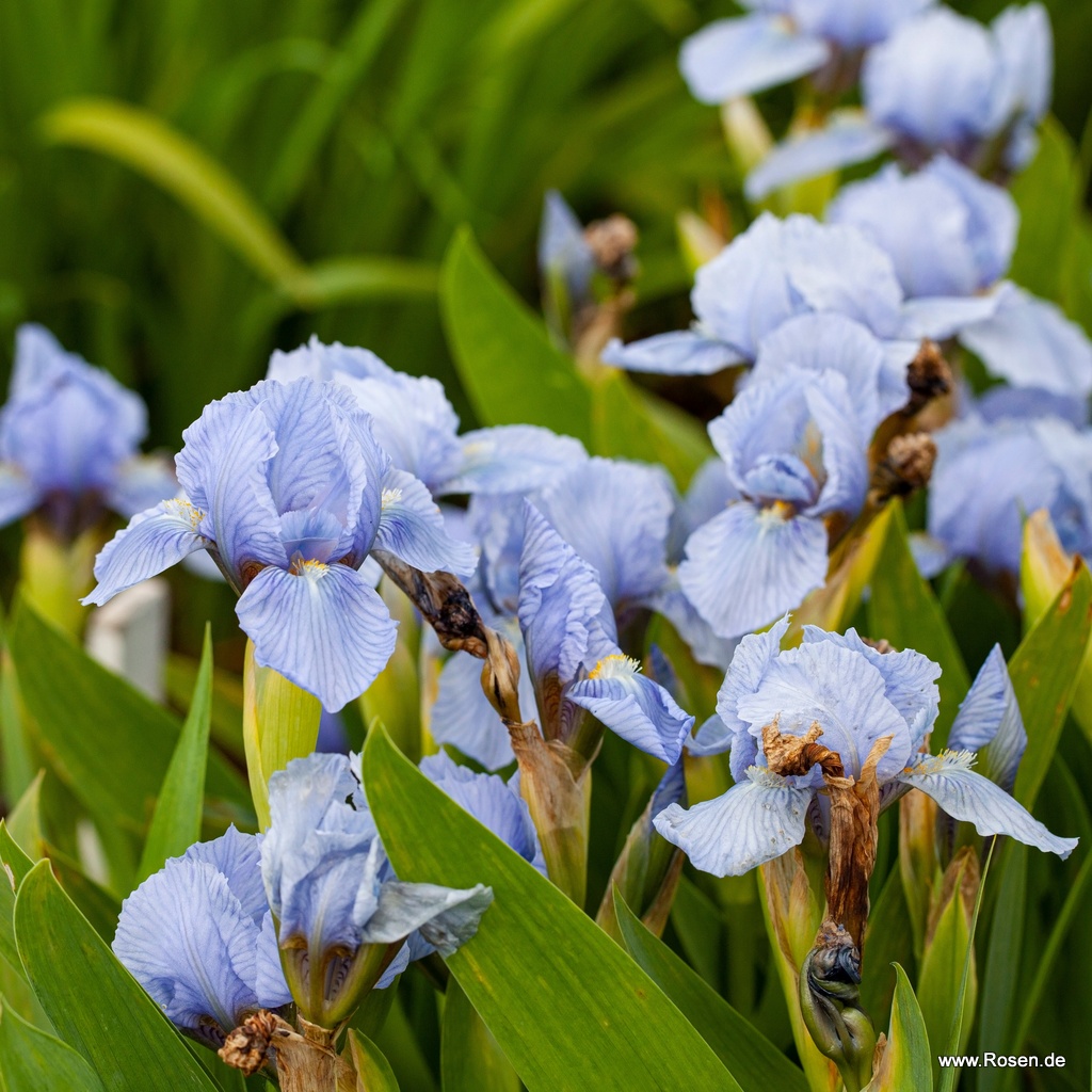 Mittelhohe Bartschwertlilie 'Bell Azur'