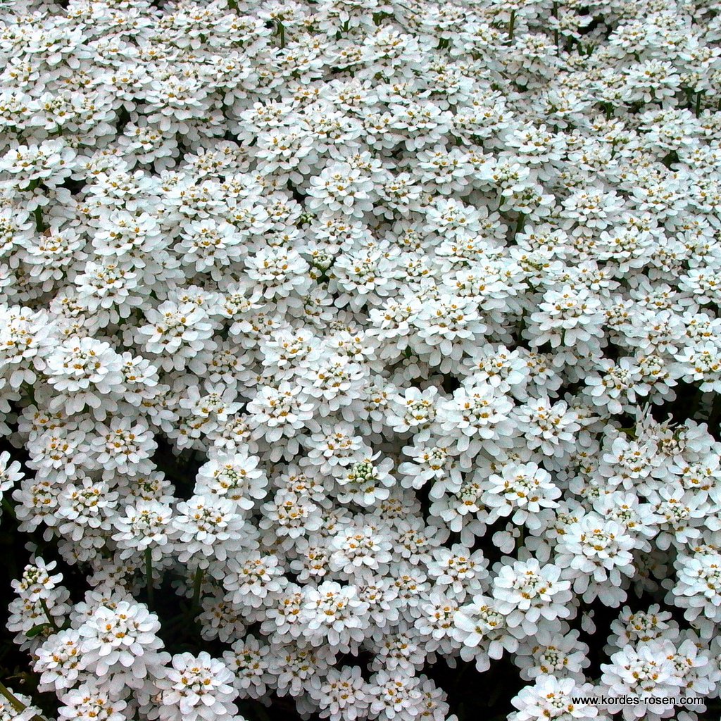 Artikelbild 1 des Artikels Schleifenblume 'Findel' Schleifenblume 'Findel'