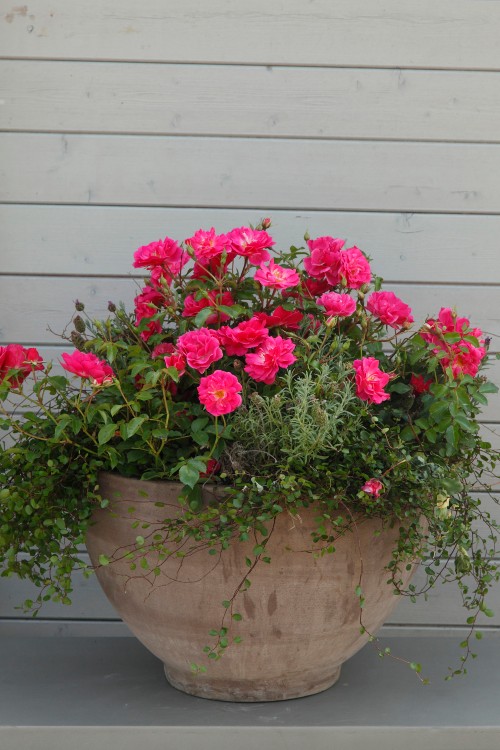 Kleinstrauchrose Blühwunder 08®