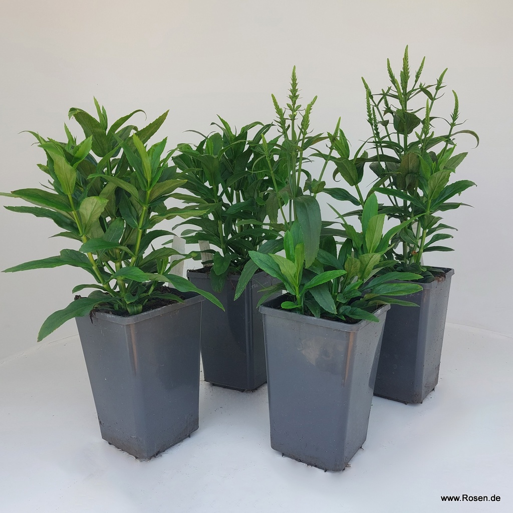 Artikelbild 1 des Artikels 4er-Set Gelenkblume 'Snow Dragon' 4er-Set Gelenkblume 'Snow Dragon'