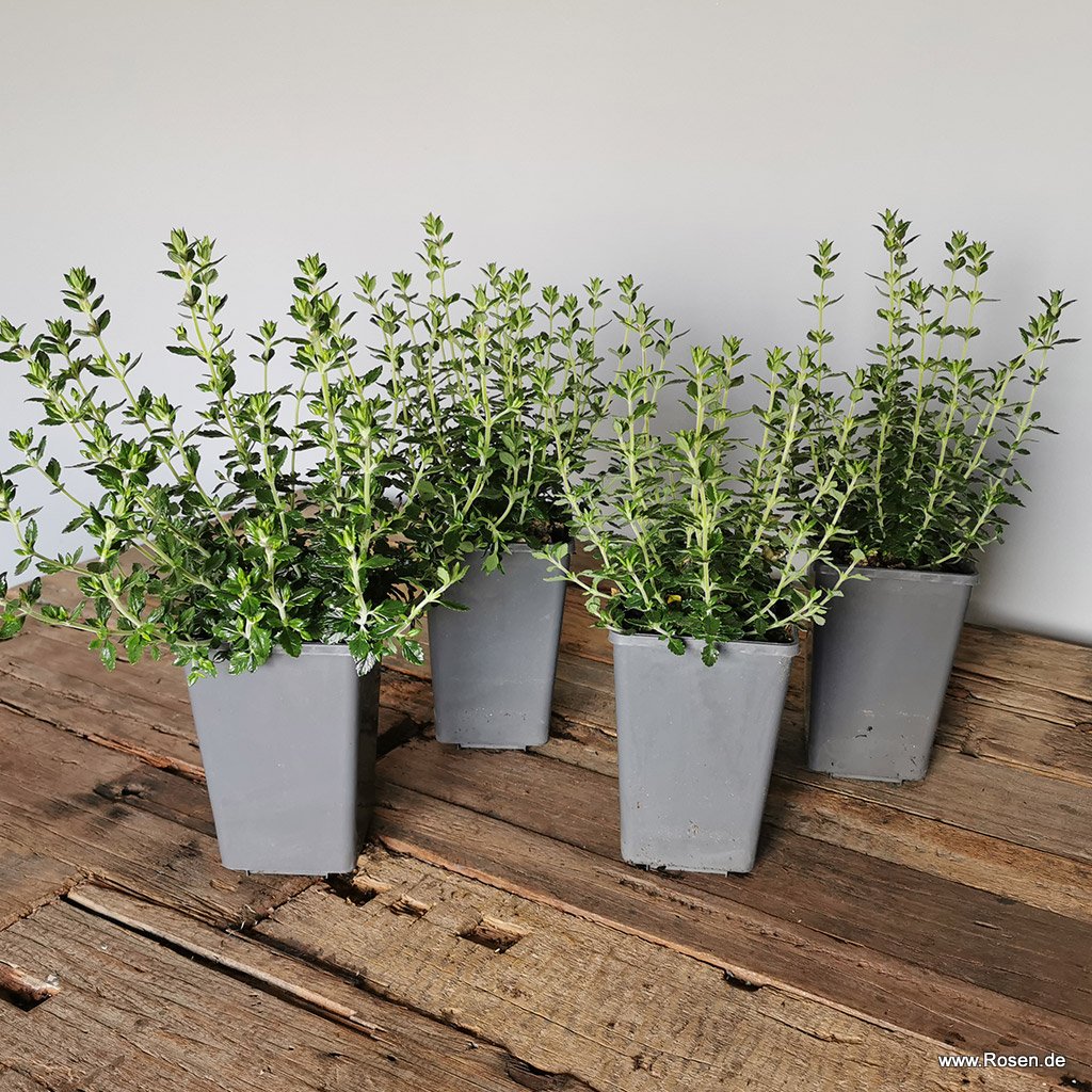 Artikelbild 1 des Artikels 4er-Set Bienen-Gamander 1,5L-Topf 4er-Set Bienen-Gamander 1,5L-Topf