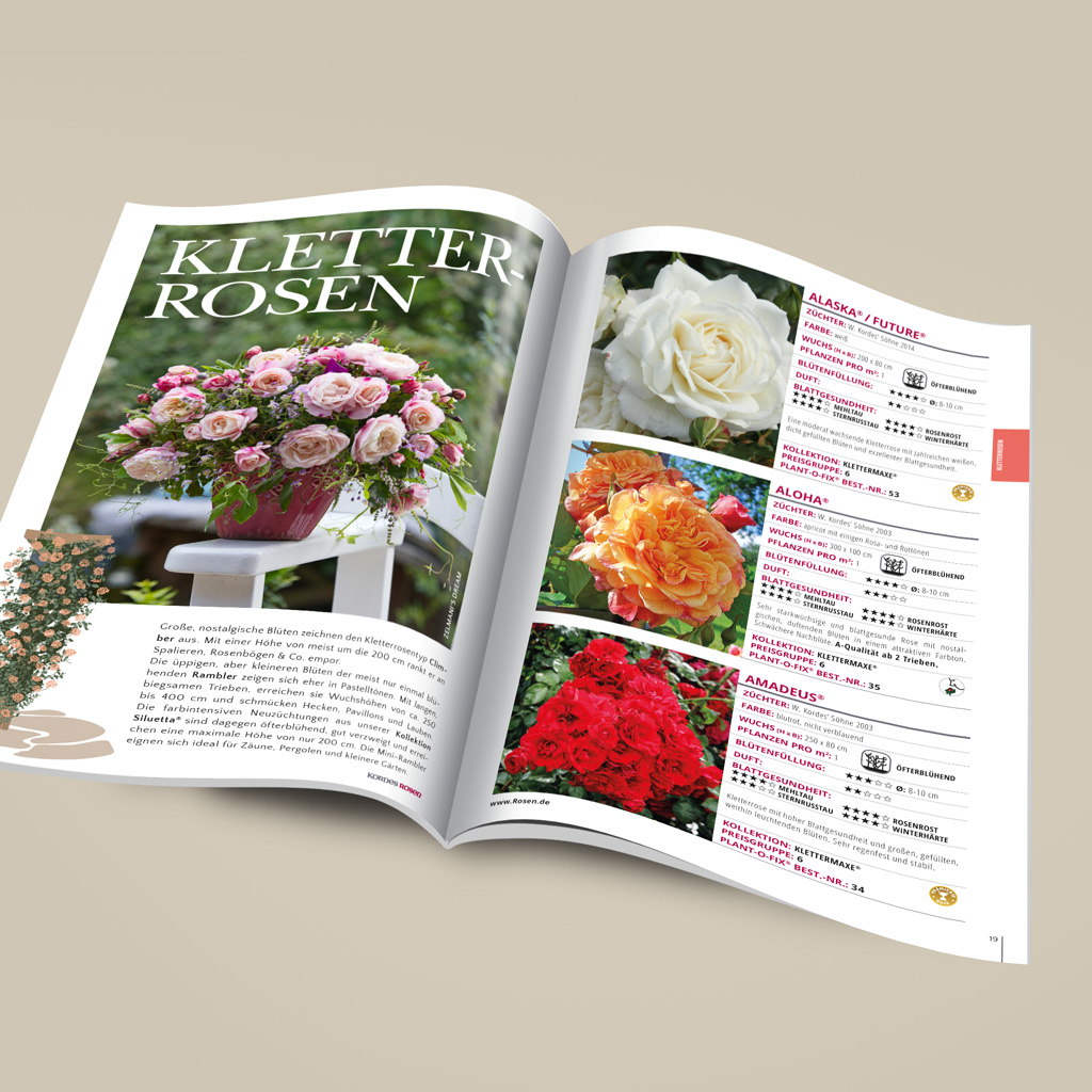 Kordes Collection Kordes garden rose catalogue | Kordes Rosen