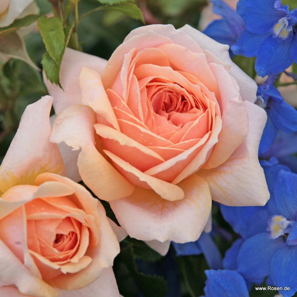 Artikelbild 1 des Artikels Garden of Roses® Garden of Roses®