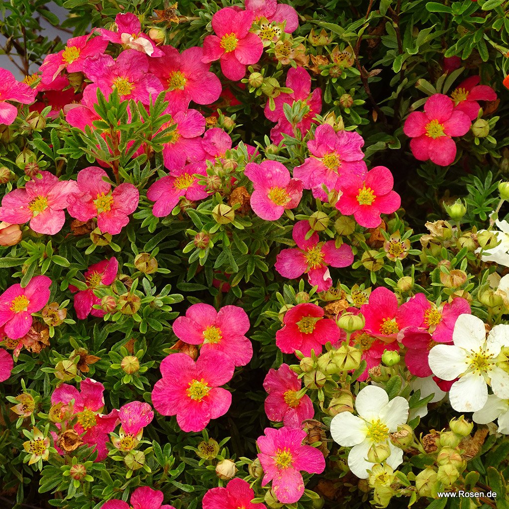 Fünffingerstrauch 'Bellissima'® (S)