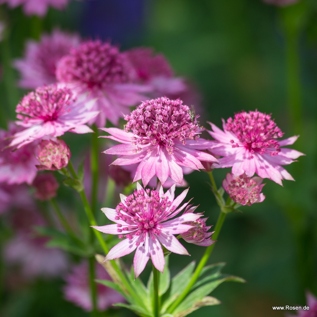 Große Sterndolde 'Roma'