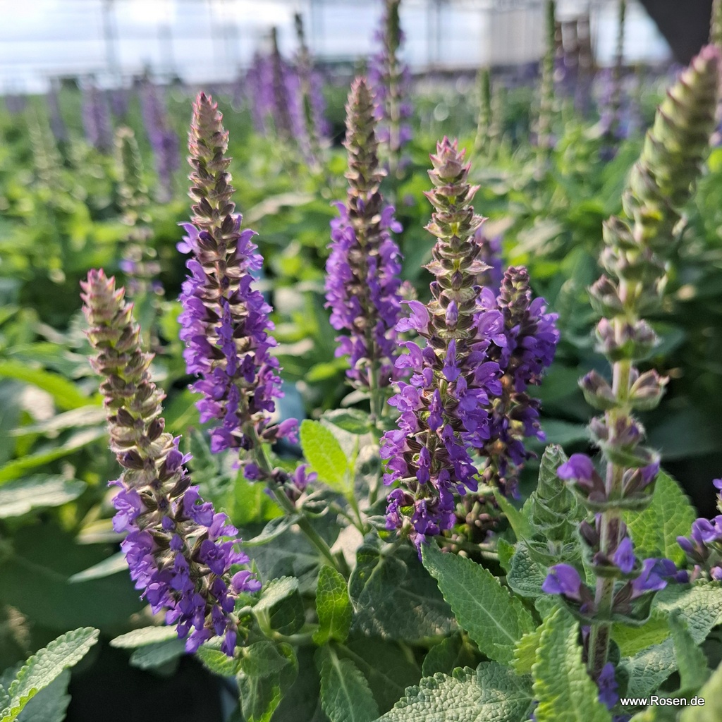 Ziersalbei Sensation® Compact Deep Blue