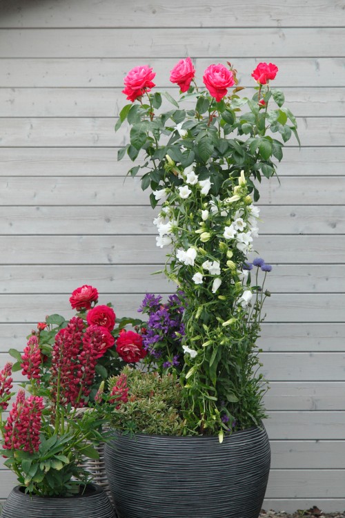 Gartenrosen im Kübel Gartenrosen im Kübel