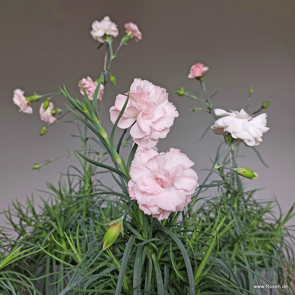 Artikelbild 2 des Artikels 4er-Set Gartennelke 'Blush'