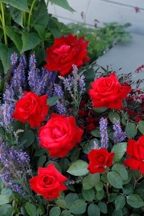 Edelrose Grande Amore®