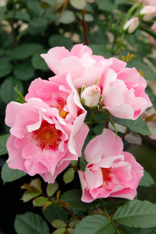 Beetrose SEE YOU® in rose