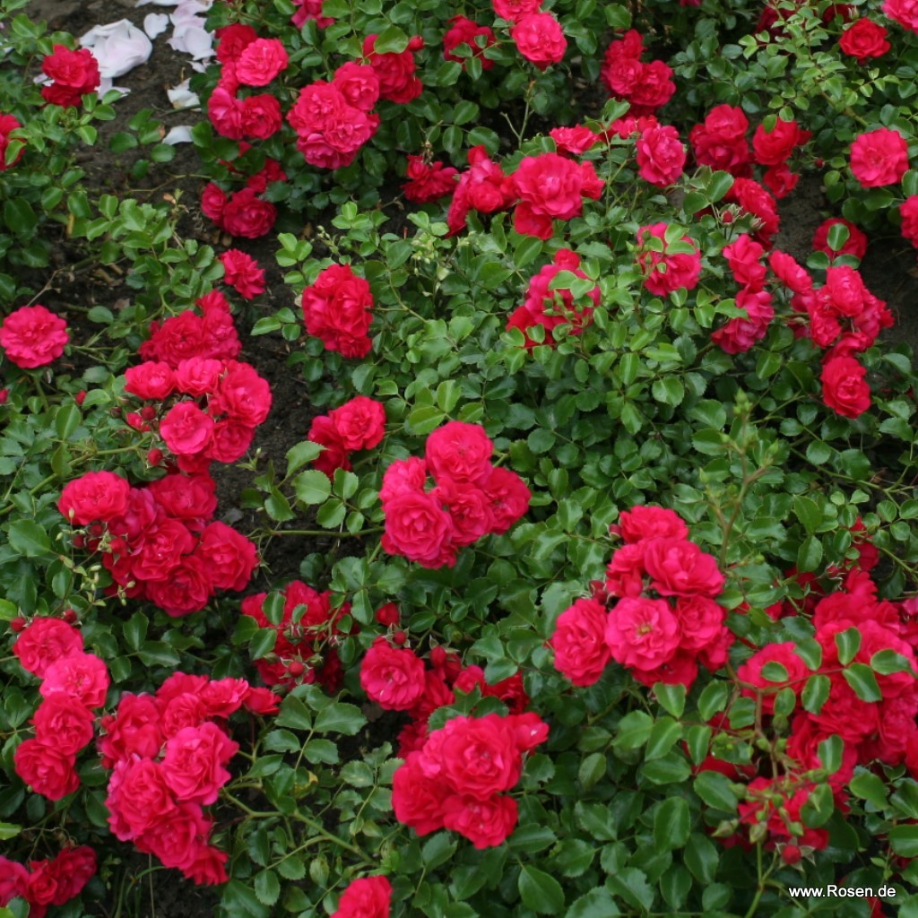 Artikelbild 5 des Artikels Gärtnerfreude® / Toscana®