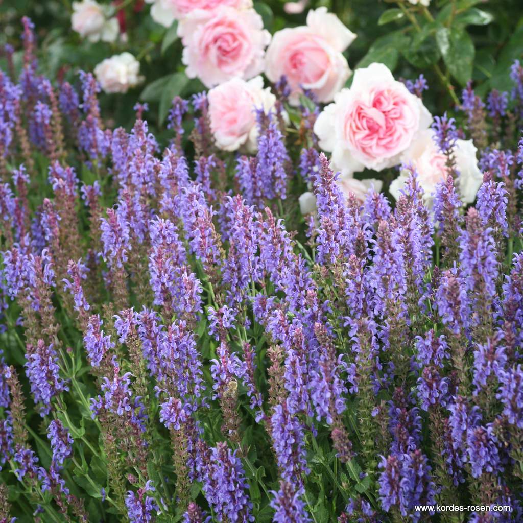 Ziersalbei 'Blauhügel'