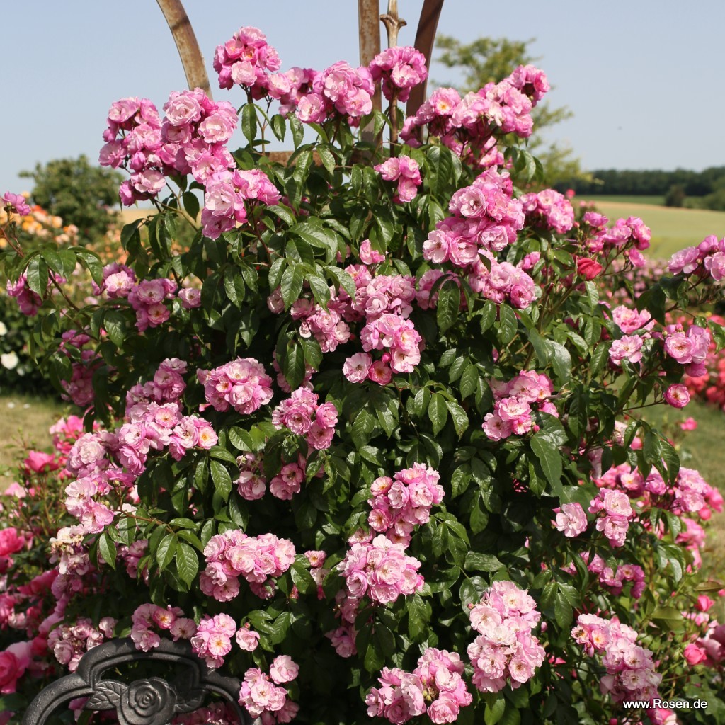 Artikelbild 4 des Artikels Lavender Siluetta® Lavender Siluetta®