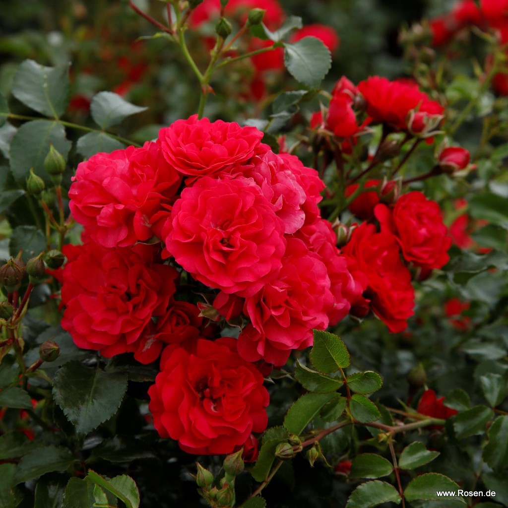 Artikelbild 8 des Artikels Gärtnerfreude® / Toscana®