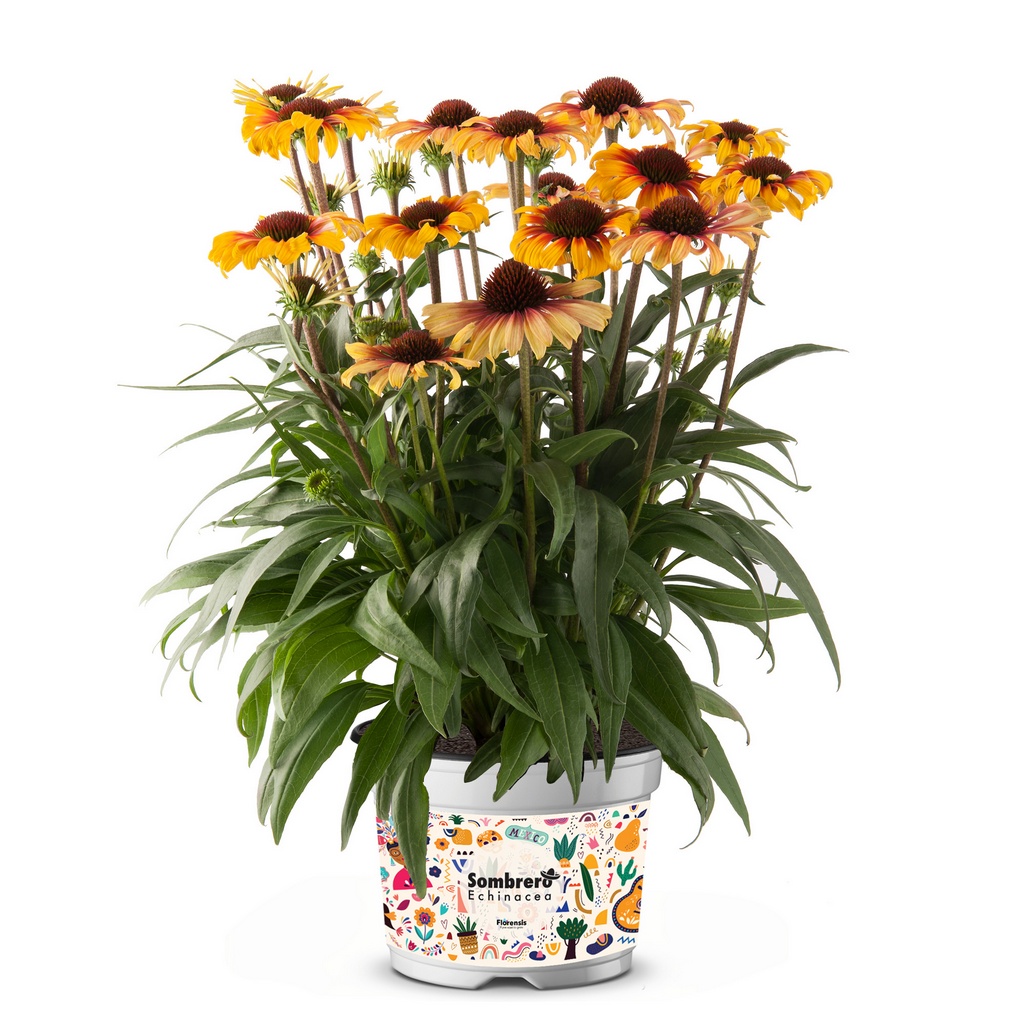 Sonnenhut 'Sombrero® Special Yellow Red'