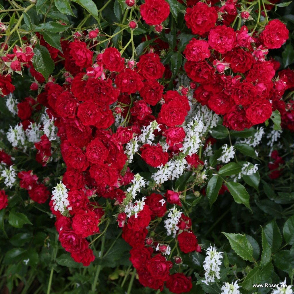 Artikelbild 7 des Artikels Crimson Siluetta® Crimson Siluetta®