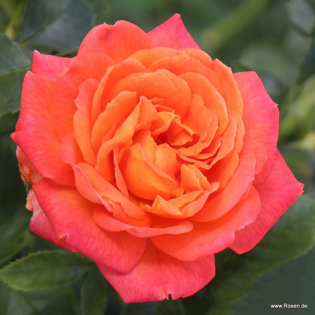 Winter Sun® | Kordes Rosen