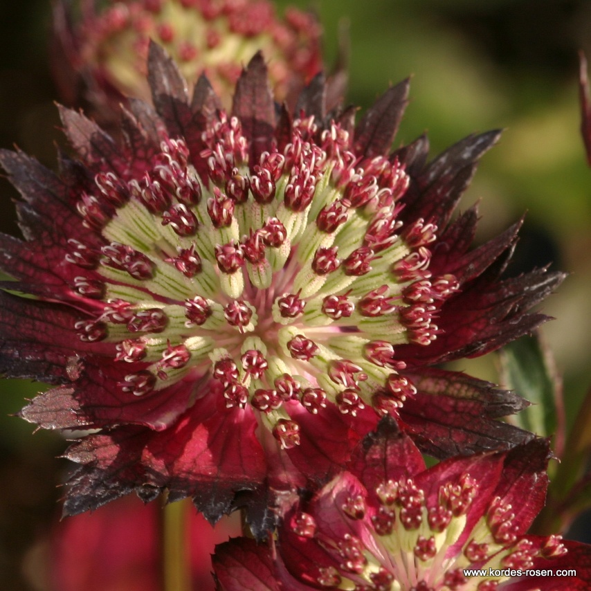 Sterndolde 'Moulin Rouge'