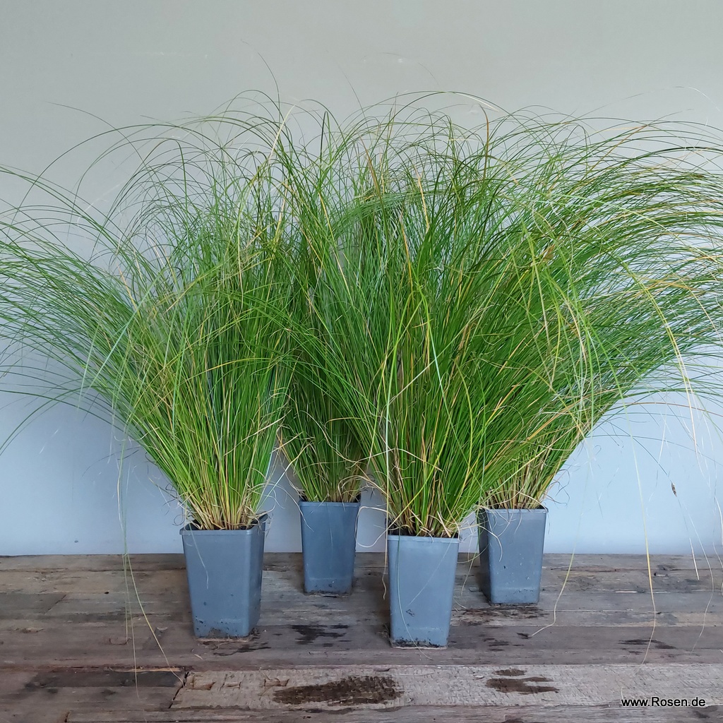 4er-Set Carex 'Phoenix Green'