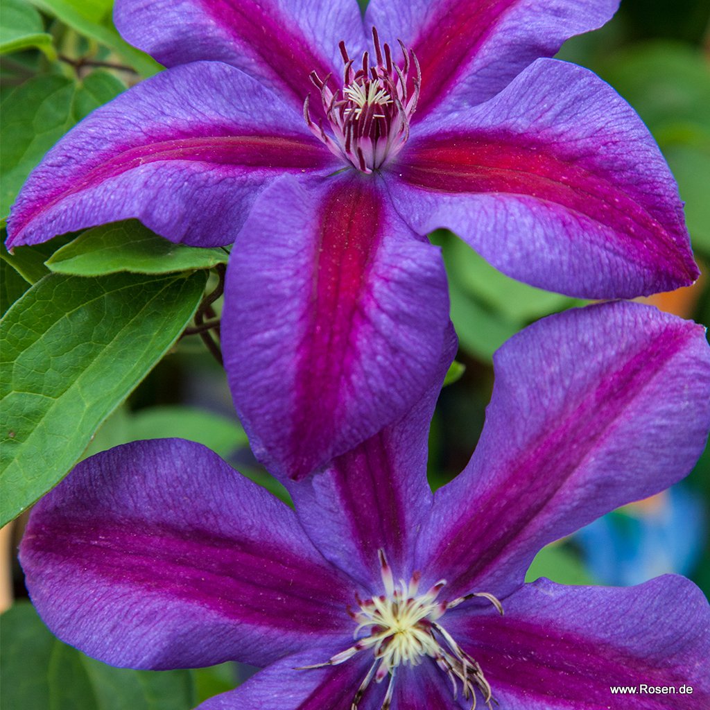 Clematis 'Mrs.N. Thompson'