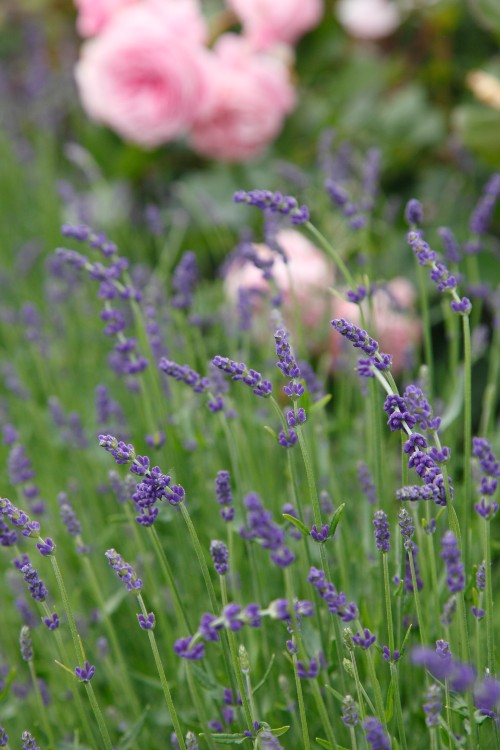Lavendel