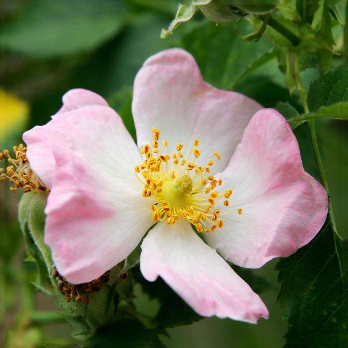 Artikelbild 1 des Artikels Rosa Canina, Hunds-Rose Rosa Canina, Hunds-Rose