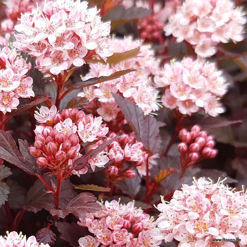 Fasanenspiere 'Little Joker'
