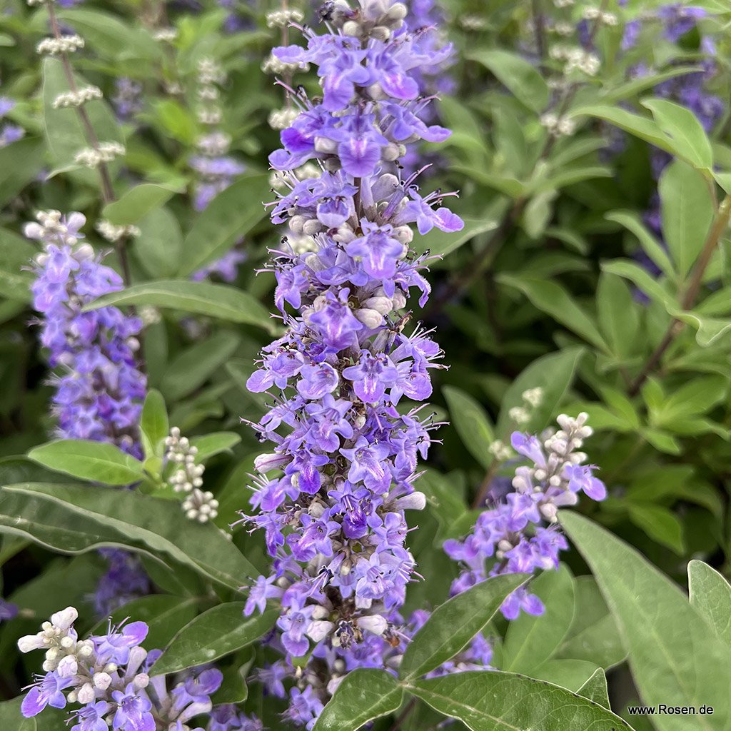 Mönchspfeffer 'Magical® Summertime Blues'