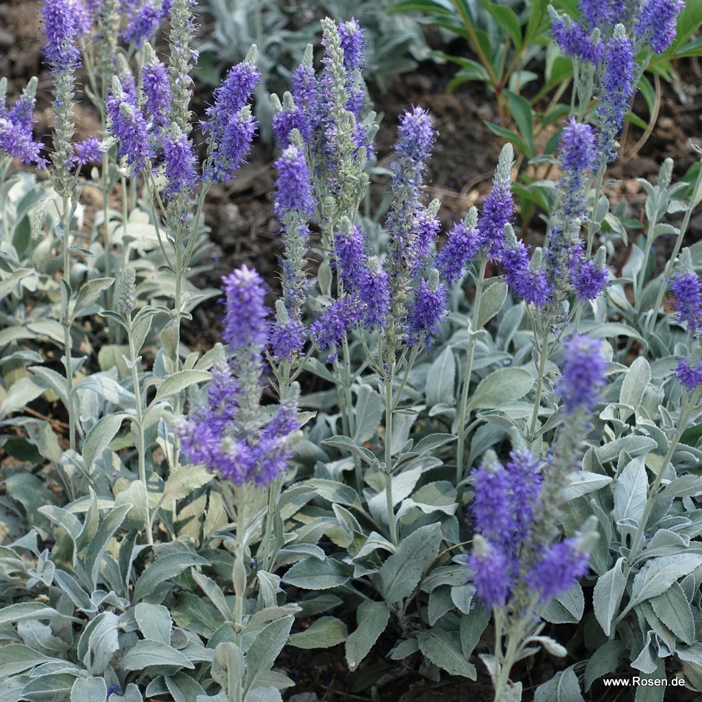 Artikelbild 1 des Artikels Silberpolster-Ehrenpreis 'Silberteppich' Silberpolster-Ehrenpreis 'Silberteppich'