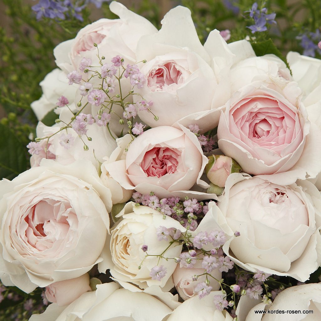 Artikelbild 3 des Artikels Herzogin Christiana®