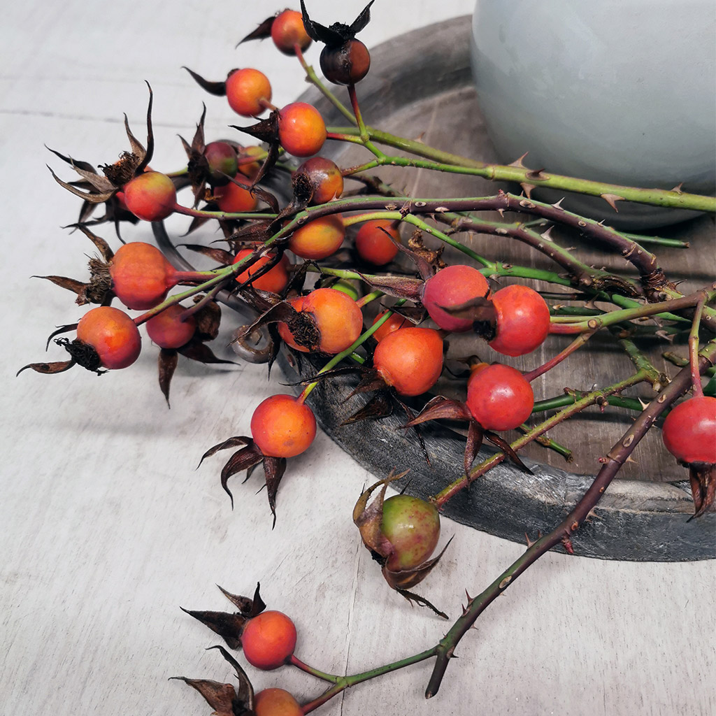 Roter Korsar® | Kordes Rosen