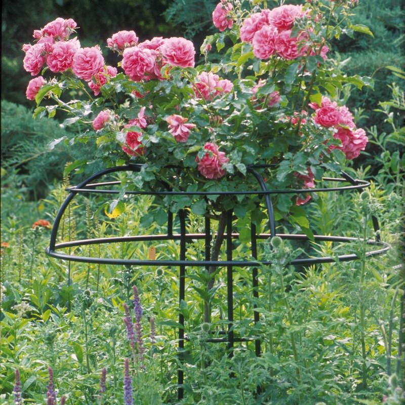 Rosenschirm Giverny