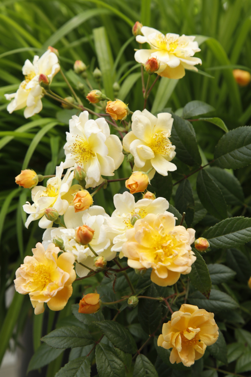 Sunny Siluetta® aus der Siluetta® Kollektion