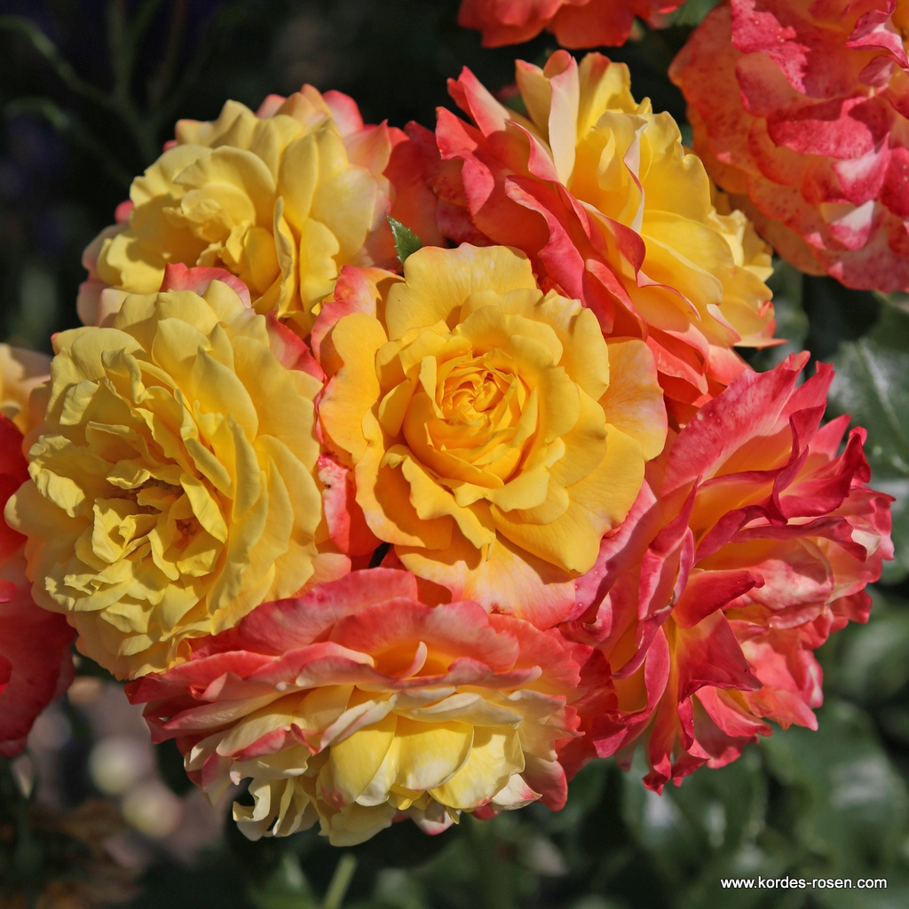 Floribuna Roses Floribunda Roses | Shop By Type | Garden roses | Kordes Rosen