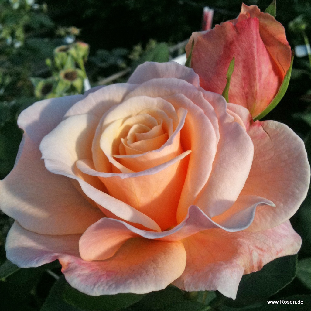 Artikelbild 1 des Artikels Oh Happy Day® Oh Happy Day®