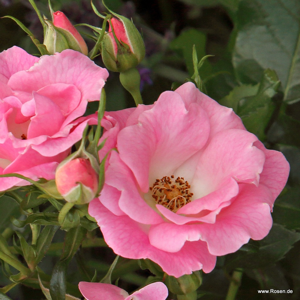 Artikelbild 1 des Artikels Roselina® Roselina®