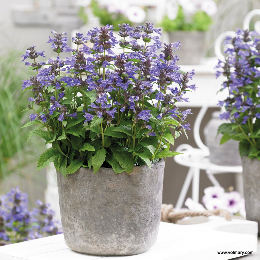 Katzenminze 'Neptune'