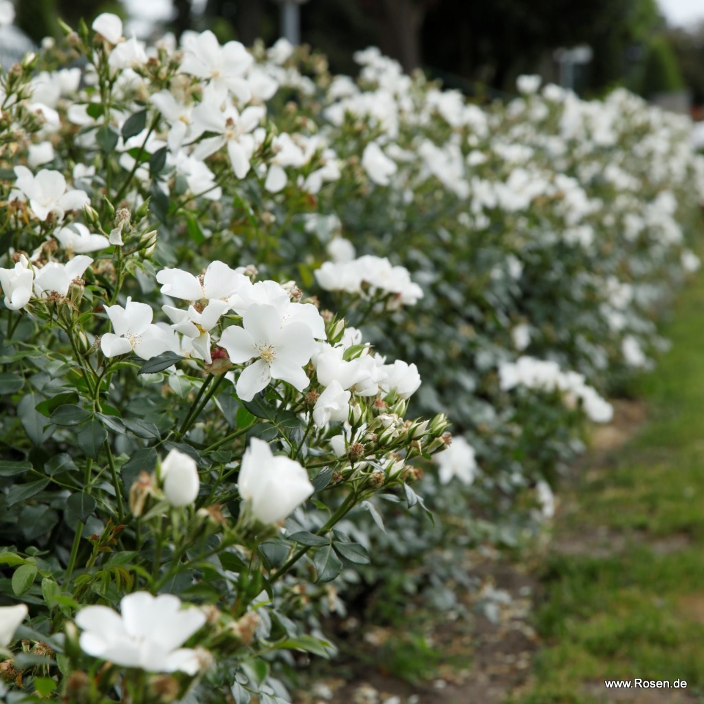 Artikelbild 6 des Artikels Escimo®