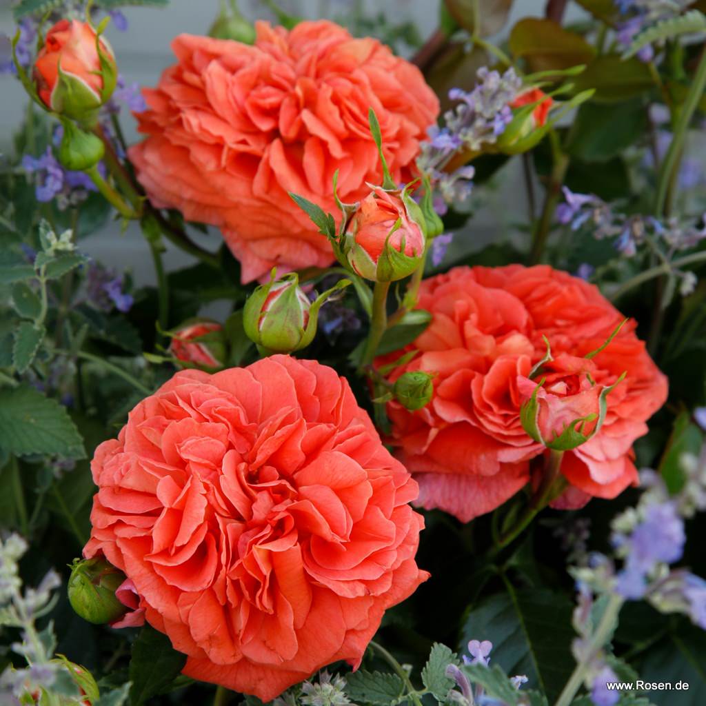 Orangerie® / Friedrichstadt-Rose