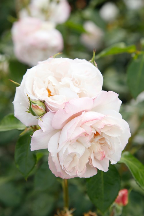 Duftrose Herkules® Duftrose Herkules®