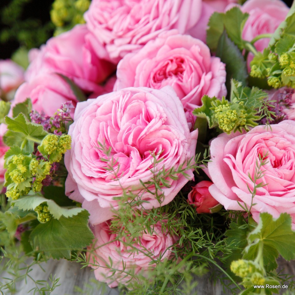 Artikelbild 8 des Artikels Rosengräfin Marie Henriette® Rosengräfin Marie Henriette®
