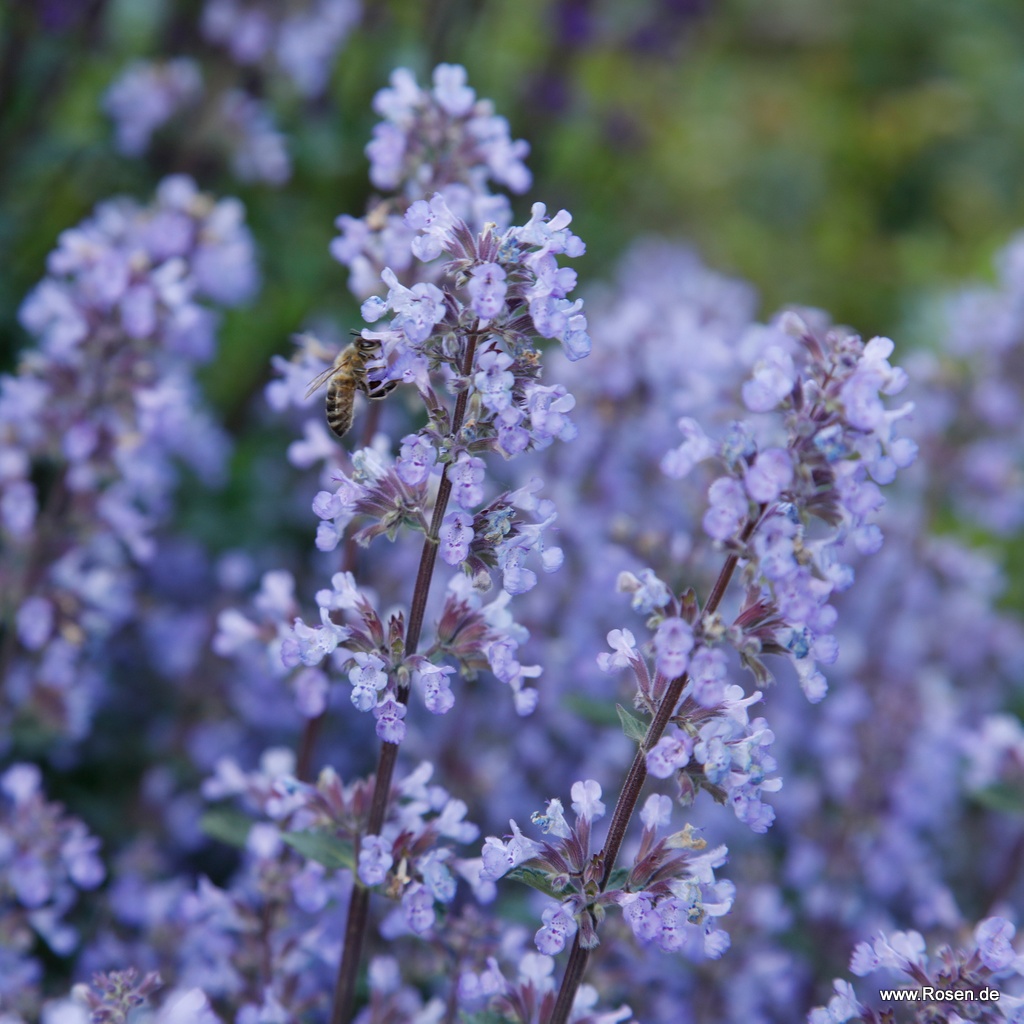 Artikelbild 1 des Artikels Katzenminze 'Purrsian Blue' 1,5-Liter Katzenminze 'Purrsian Blue' 1,5-Liter