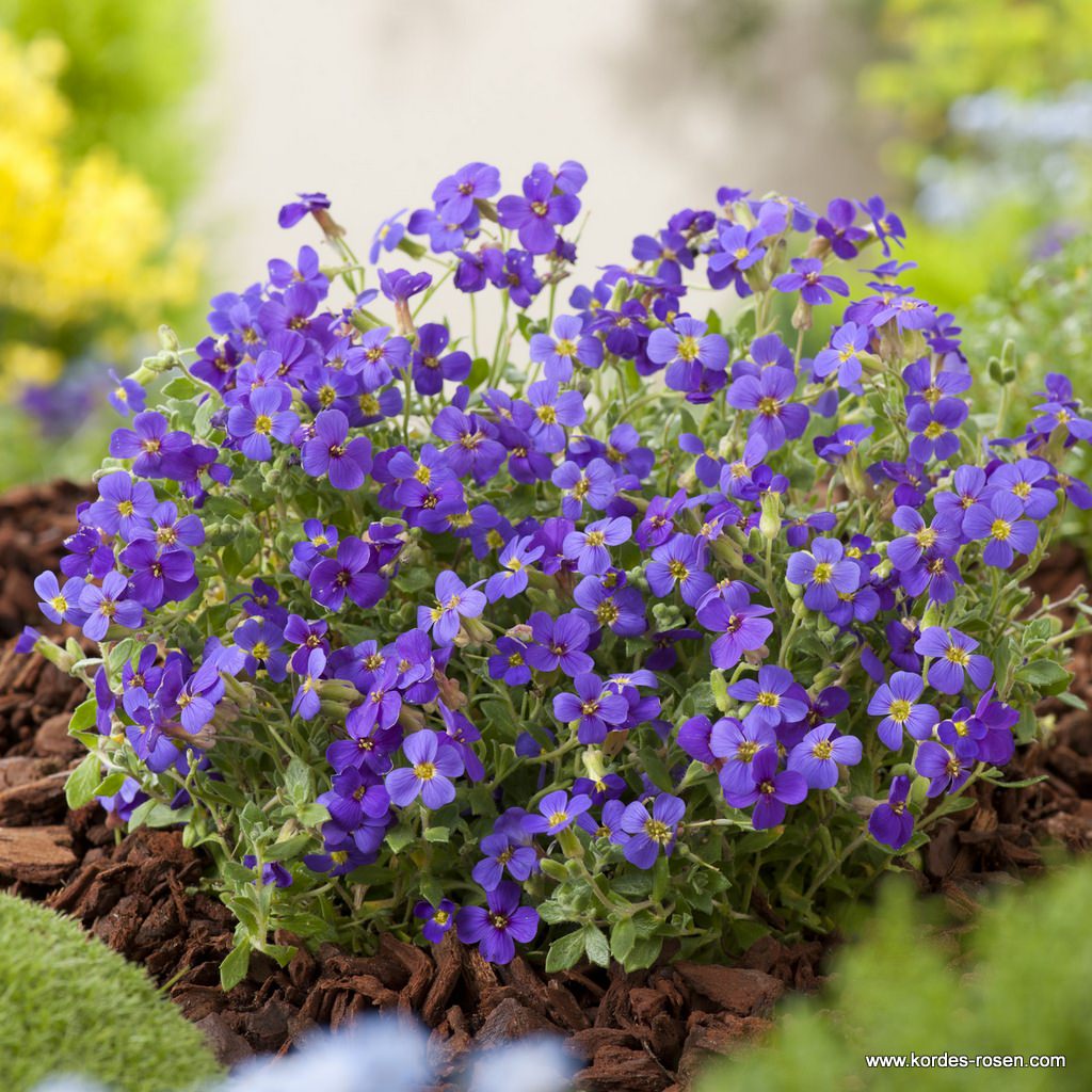 Blaukissen 'Blaumeise'