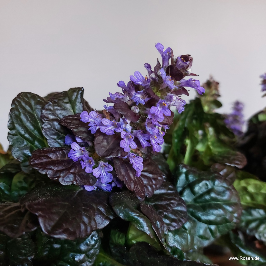 Dunkler Günsel 'Black Scallop'