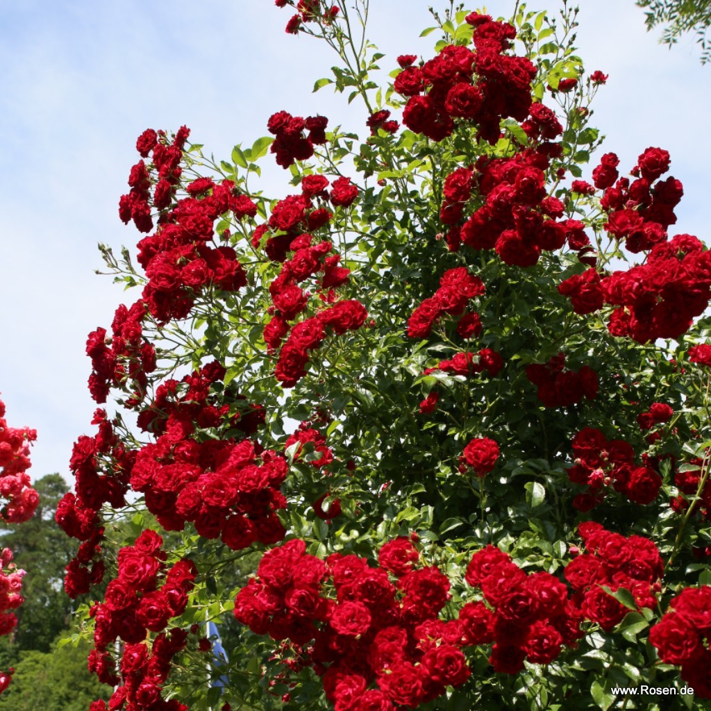 Artikelbild 4 des Artikels Crimson Siluetta® Crimson Siluetta®