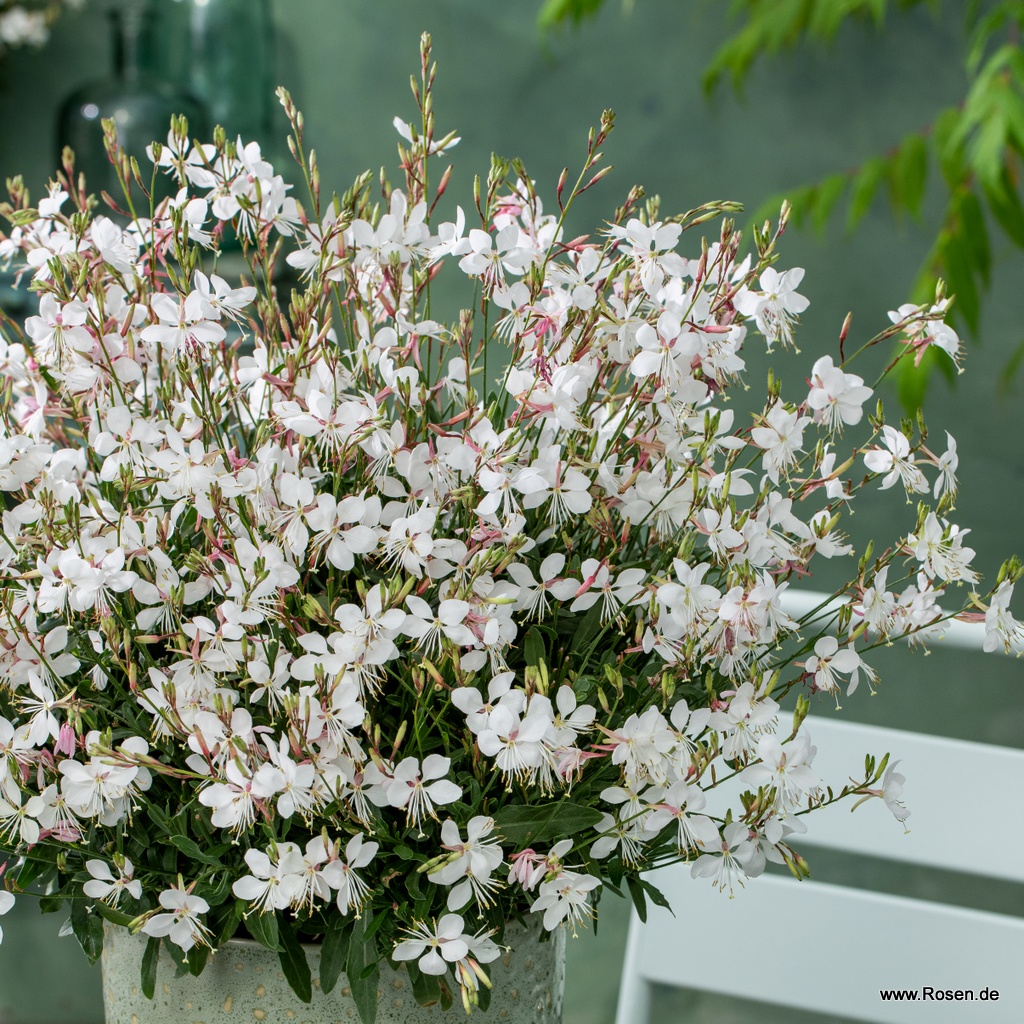Prachtkerze 'Gaudi White'
