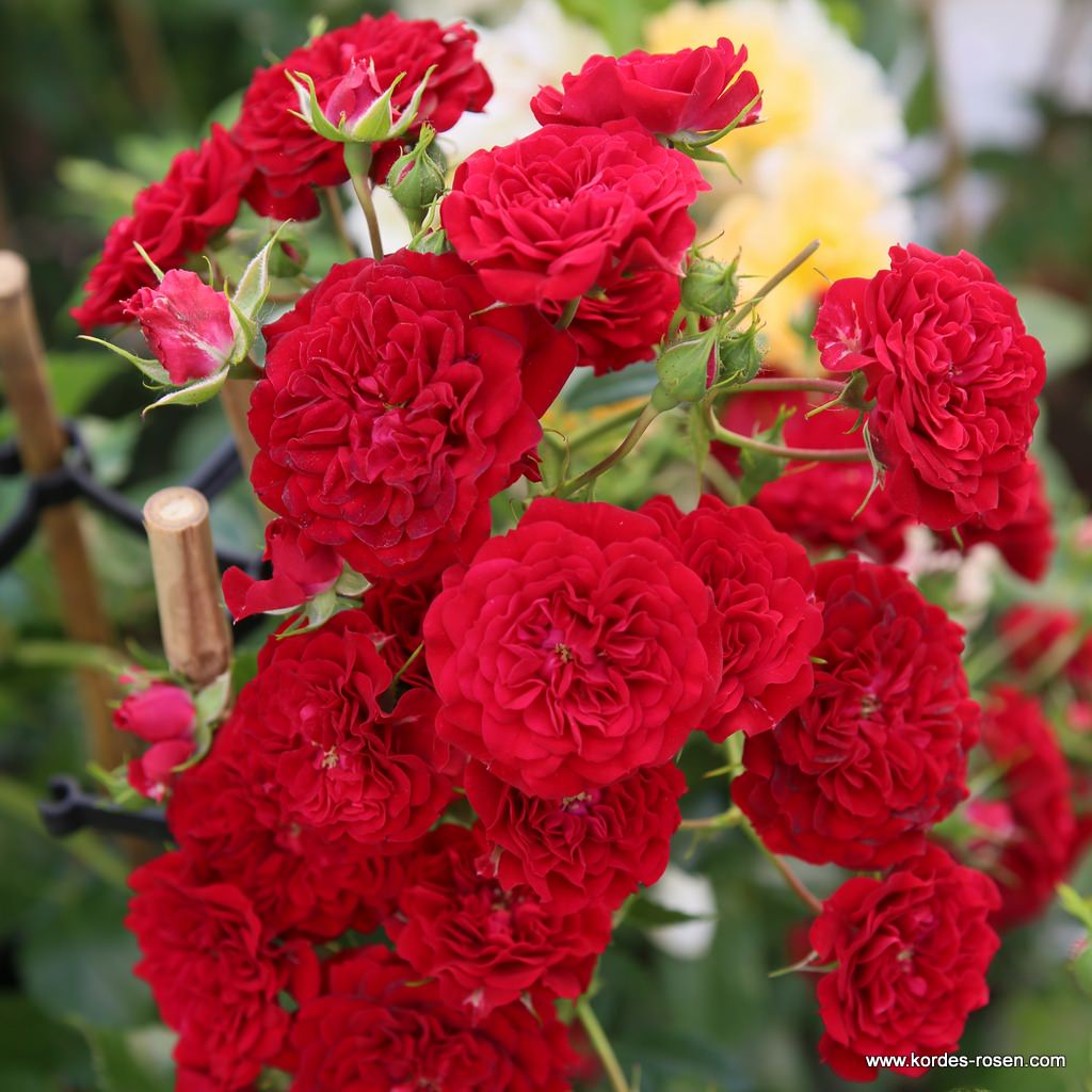 Artikelbild 2 des Artikels Crimson Siluetta® Crimson Siluetta®