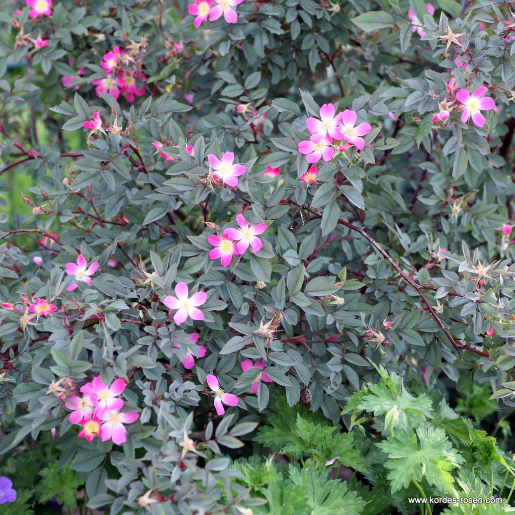 ROSA glauca - rosier à feuilles bleues