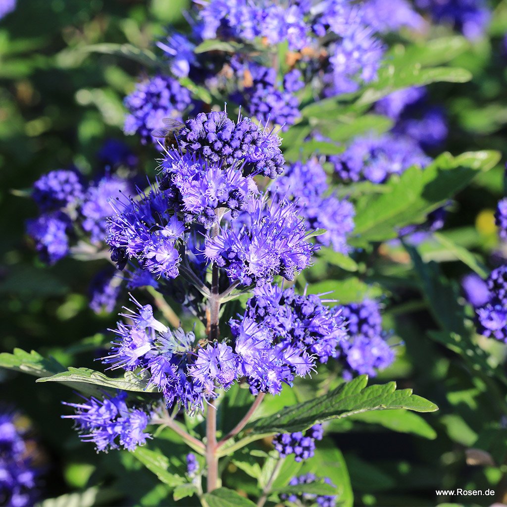 Bartblume 'First Blue'