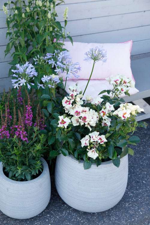 Beetrose SEE YOU® in purple